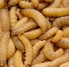 WAXWORMS